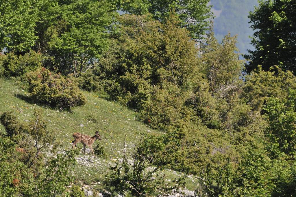 Cuccioli  (fotoracconto)